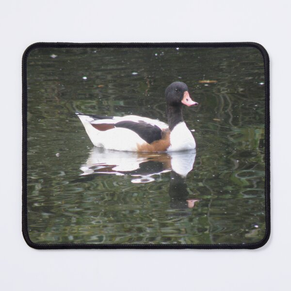 Item preview, Shelduck Reflection on Water Photograph designed and sold by naturegallery.