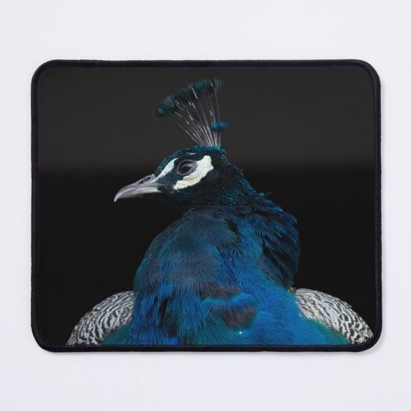 Item preview, Male Peacock | Photo designed and sold by RedRoseSkull.