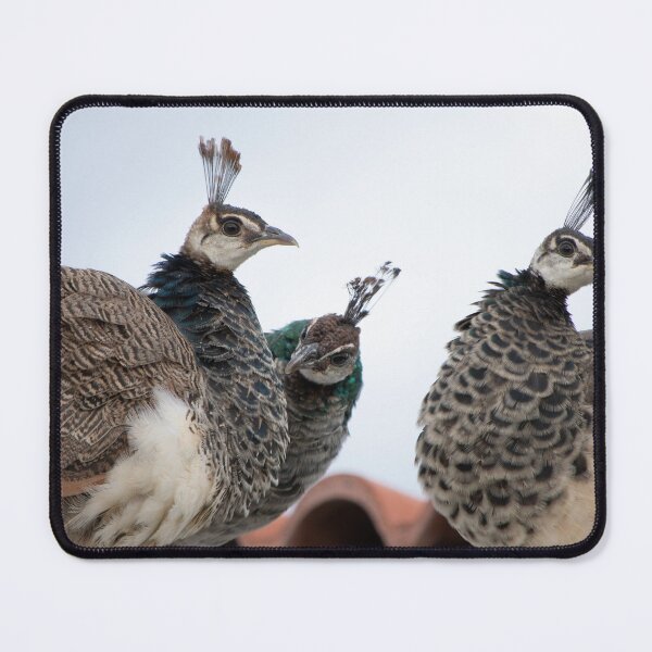 Item preview, Gossip girls | Photo designed and sold by RedRoseSkull.