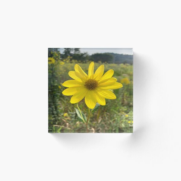 Item preview, Bright Yellow Wildflower designed and sold by Bridget Swanson.
