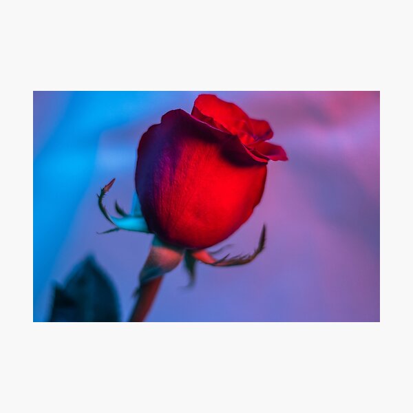 The Close-Up Photo of the Rose with Color Lighting Photographic Print