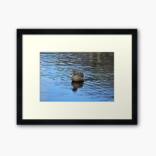 Swimming In Circles Framed Art Print