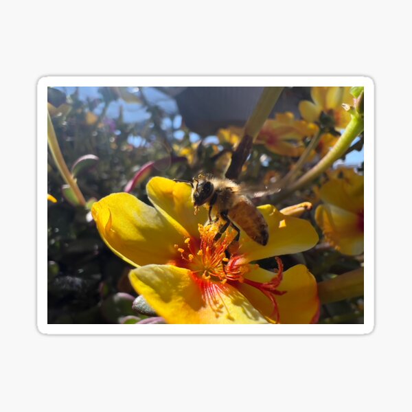 Item preview, Enchanting Close-Up of a Honey Bee Collecting Pollen Yellow Blooms designed and sold by Betsy Phillips.