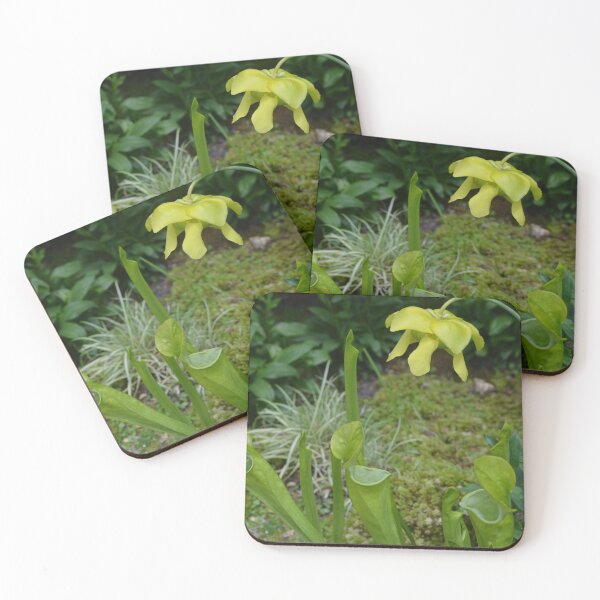 Item preview, Carnivorous plants and flowers - Sarracenia designed and sold by Paula Betz.