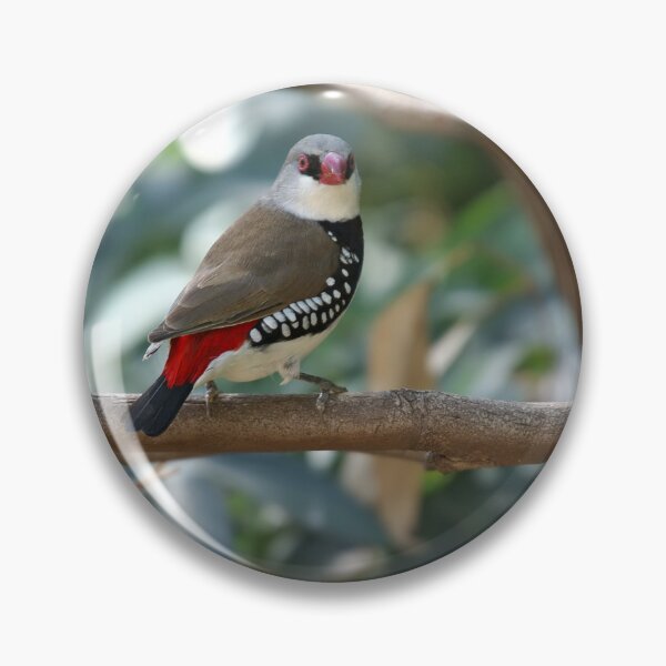 Item preview, Diamond Firetail Finch - Stagonopleura guttata designed and sold by clearviewstock.