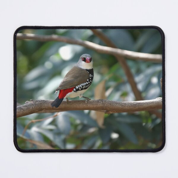 Item preview, Diamond Firetail Finch - Stagonopleura guttata designed and sold by clearviewstock.