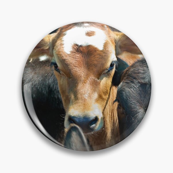 Item preview, Calves in a feedlot designed and sold by clearviewstock.