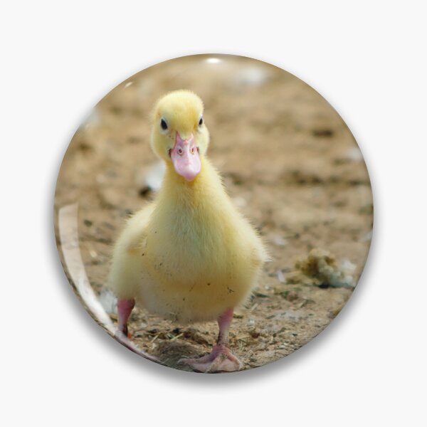 Item preview, Duckling's first steps designed and sold by clearviewstock.
