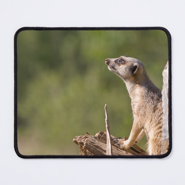 Item preview, meerkat on guard designed and sold by clearviewstock.