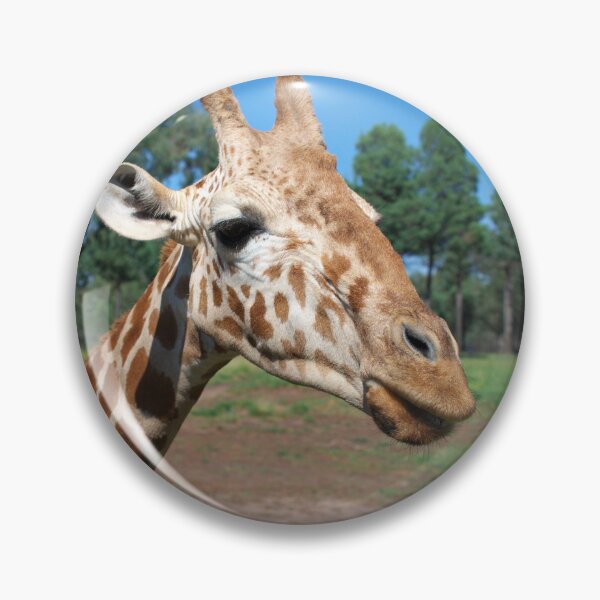 Item preview, Up close and personal - a nosy giraffe at eye level designed and sold by clearviewstock.