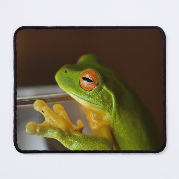 Item preview, Green Tree Frog - Litoria Caerula - Sitting on a glass designed and sold by clearviewstock.