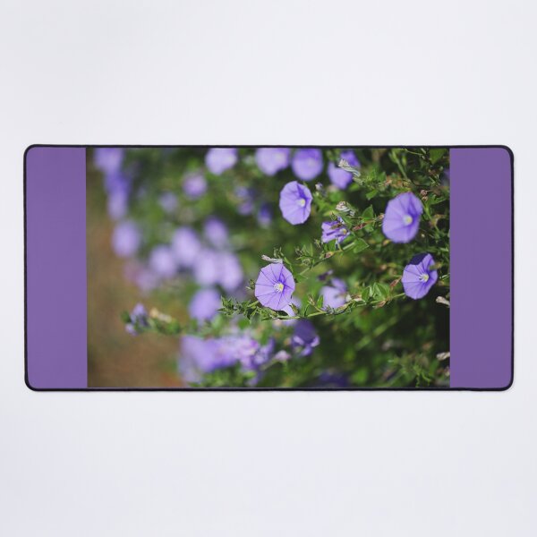 Item preview, Early Blue Potato Vine Flower Blooming designed and sold by Joy Watson - Natural Light Photography .