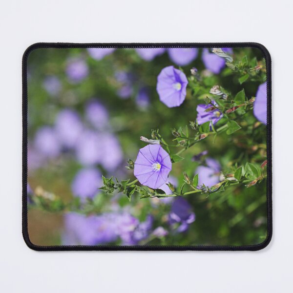 Item preview, Early Blue Potato Vine Flower Blooming designed and sold by Joy Watson - Natural Light Photography .