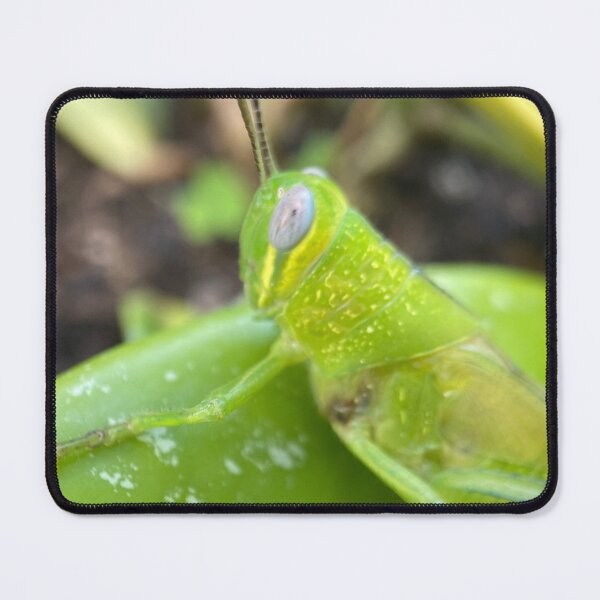 Item preview, Grass hopper bug  designed and sold by QueenOfCorn.