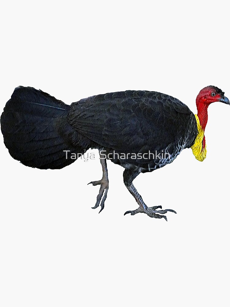 Australian Bush (scrub) Turkey 3 by CraftyTiger