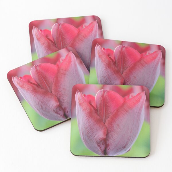 Item preview, Tulipa  'Ronaldo'   Triumph Group Tulip designed and sold by Chris Burrows.