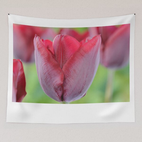 Item preview, Tulipa  'Ronaldo'   Triumph Group Tulip designed and sold by Chris Burrows.