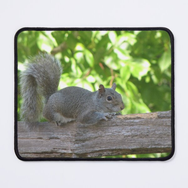 Item preview, cute grey squirrel designed and sold by beaglybeagle.