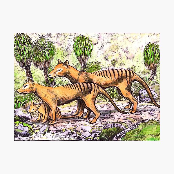Thylacine family Photographic Print