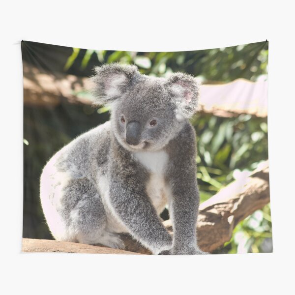 Vista previa del artículo con la obra «Foto de koala», diseñado y vendido por TheAnimalZ00.