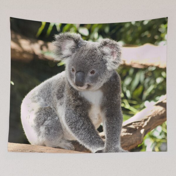 Item preview, Koala Photo designed and sold by TheAnimalZ00.
