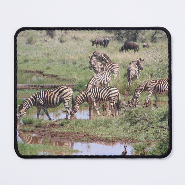 Item preview, Zebras Drinking By The Pond Photo designed and sold by TheAnimalZ00.