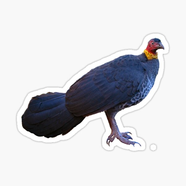 Australian Bush (scrub) Turkey 4 Sticker
