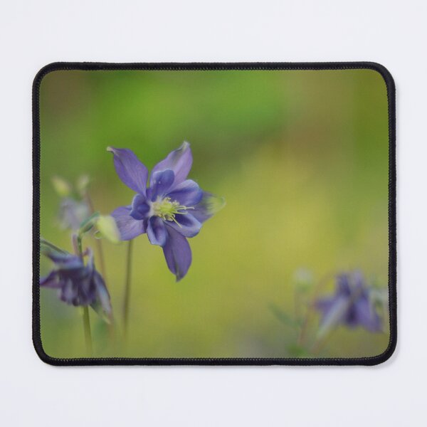 Item preview, Amazing Aquilegias designed and sold by miradorpictures.