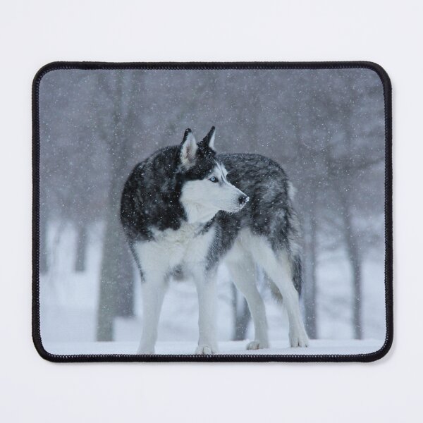 Item preview, Blue Eye Siberian Husky in the Snow designed and sold by myhuskymax.