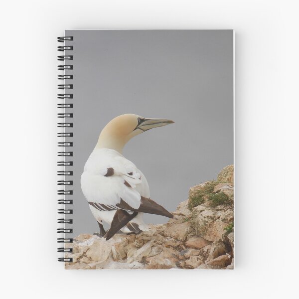 Item preview, Grounded Gannets  designed and sold by miradorpictures.