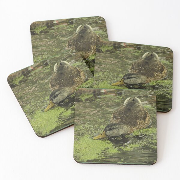 Item preview, Ducks Of The Pond (2) designed and sold by Songbird Photos.