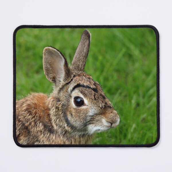 Item preview, Big Eared Brown Eyed Cottontail designed and sold by Debbie Oppermann.