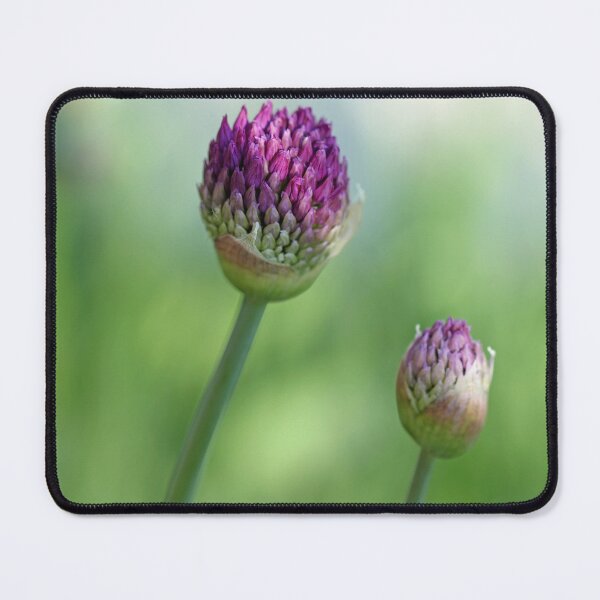 Item preview, Shadowed Allium Buds - Purple And Green designed and sold by Debbie Oppermann.