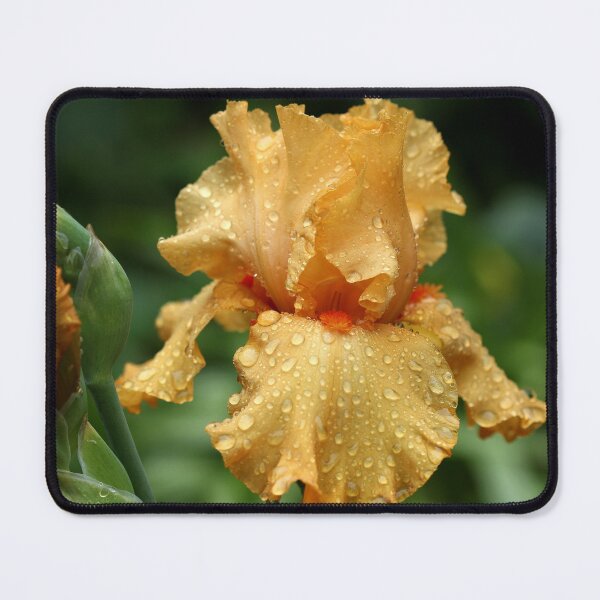 Item preview, Rain Kissed Pure Orange Iris designed and sold by Debbie Oppermann.