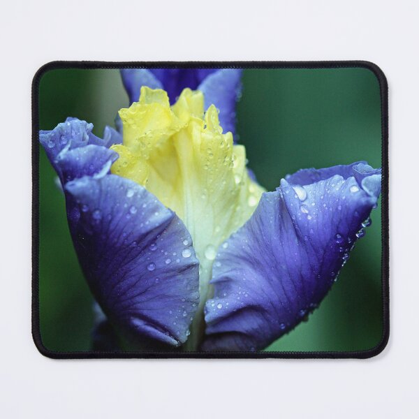 Item preview, Stunning Iris Bud designed and sold by Debbie Oppermann.