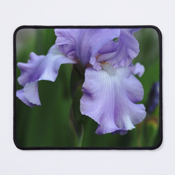Item preview, Sweet Blue Orchid Iris designed and sold by Debbie Oppermann.