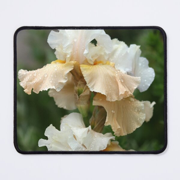 Item preview, Cream And Tan Iris designed and sold by Debbie Oppermann.