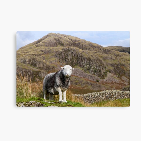 Item preview, Herdwick Sheep on the Fells designed and sold by JStanley19.