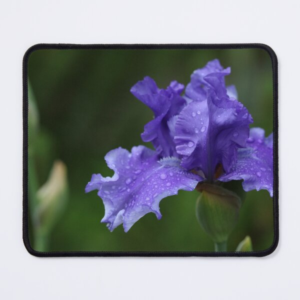 Item preview, Solid Purple German Iris designed and sold by Debbie Oppermann.