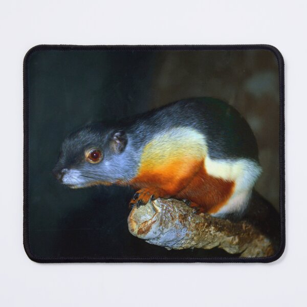 Item preview, Prevost's Squirrel designed and sold by Savannah Gibbs.