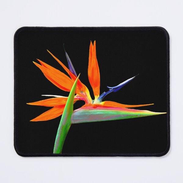 Item preview, Brilliant Bird of Paradise on Black Background designed and sold by jaynerushton.