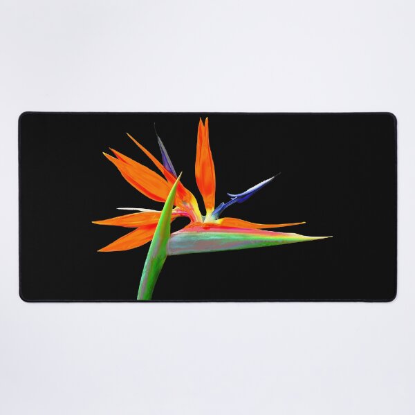 Item preview, Brilliant Bird of Paradise on Black Background designed and sold by jaynerushton.