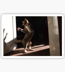 Dancing cat Sticker
