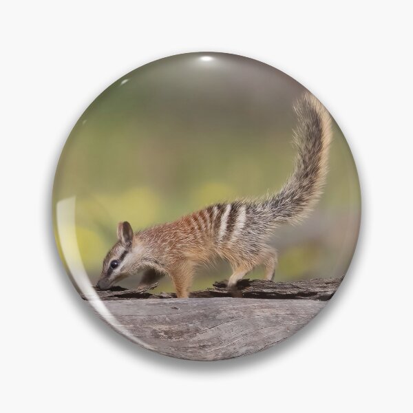 Item preview, Dryandra Numbub on a Log designed and sold by gwenthewren.
