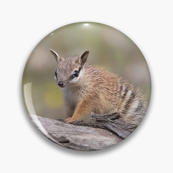 Item preview, Cutest little Numbat baby getting some sun designed and sold by gwenthewren.