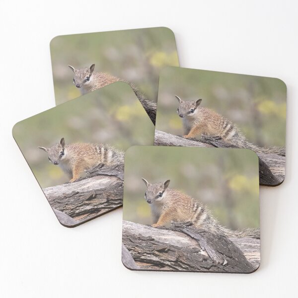 Item preview, Cutest little Numbat baby getting some sun designed and sold by gwenthewren.