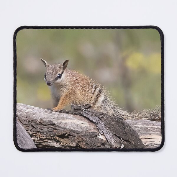 Item preview, Cutest little Numbat baby getting some sun designed and sold by gwenthewren.