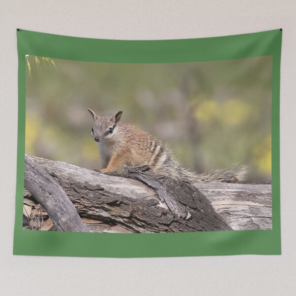 Item preview, Cutest little Numbat baby getting some sun designed and sold by gwenthewren.