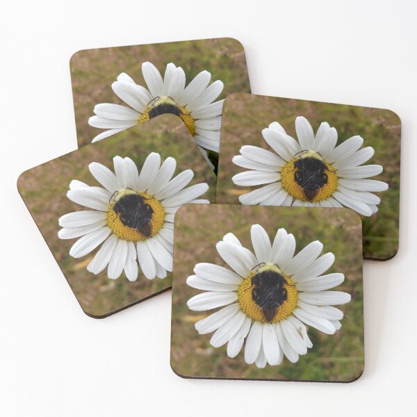 Item preview, Sleepy bee on shasta daisy designed and sold by MeadowGoblin.