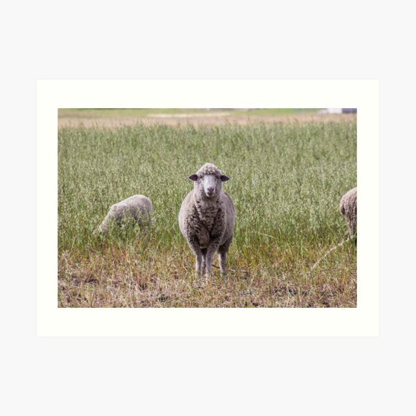 Sheep in rural field and meadow looking directly at camera Art Print
